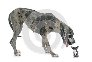 Great Dane and puppy chihuahua in studio