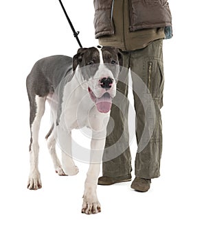 Great Dane puppy on a leash (6 months old)