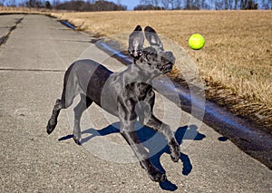 A great Dane puppy reaches for a tennis ball