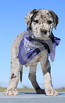 Great Dane puppy wearing blue bandanna