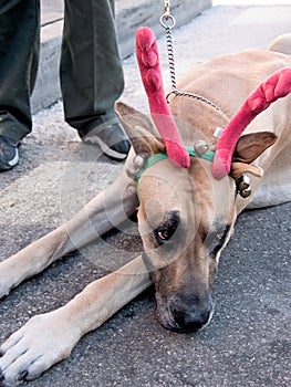 Great dane reindeer