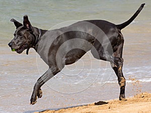 Great Dane Romp