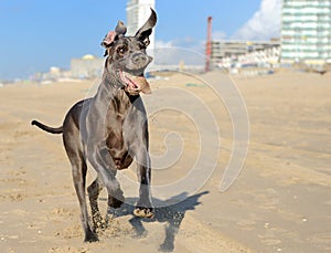 Great Dane running on the beach