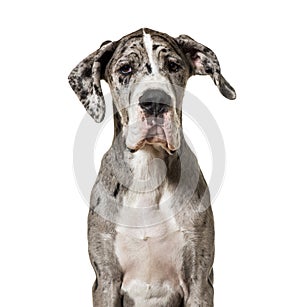 Great Dane sitting against white background