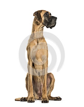Great Dane sitting against white background