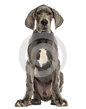 Great Dane sitting, facing, isolated