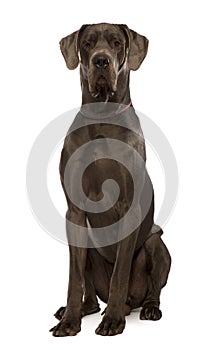 Great dane sitting in front of white background