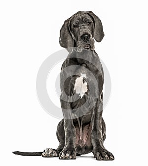 Great Dane sitting, isolated