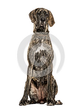 Great Dane sitting, isolated