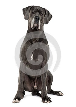 Great Dane, sitting and looking the camera