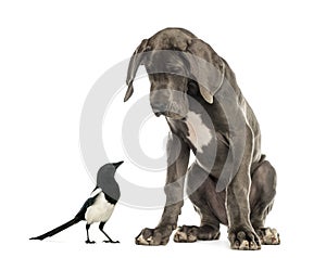 Great Dane sitting and looking at a magpie