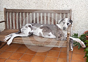 Great Dane Sleeping