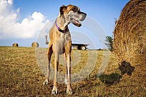 Great Dane standing next to hay bale in field