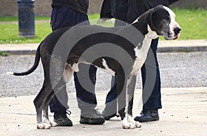 Great Dane standing at owner's feet