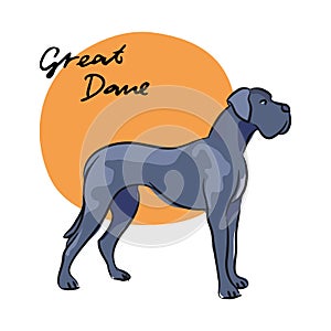 Great Dane, vector illustration