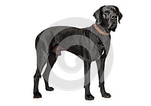 Great Dane on a white background.