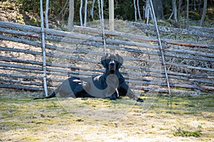 Great Dane with wood fence in the background