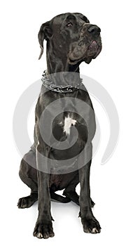 Great Dane, 5 years old, sitting in front of white background