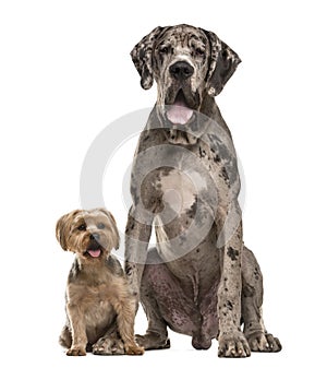 Great Dane and Yorkshire sitting