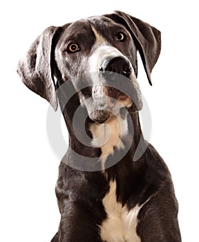 Great Danes dog photo