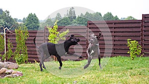 Great danes playing