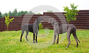 Great danes playing photo