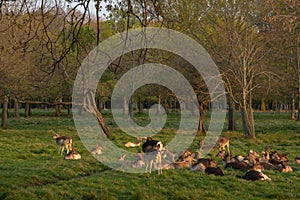 Great Deer Cervus Elaphus and whitetail deer on a meadow, eating grass and resting