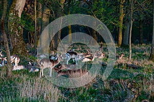 Herd of Deer Cervus Elaphus and whitetail deer on a meadow, eating grass and resting