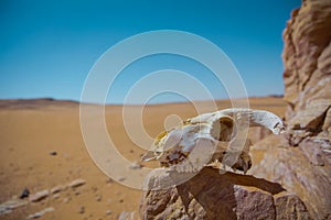 The Great Desert Libya