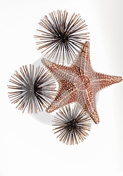 Great detailed view of starfish with decorated sea urchins on white, grey background