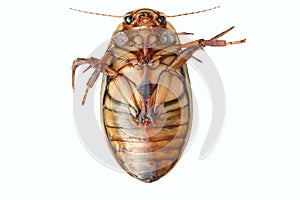 Great Diving Beetle