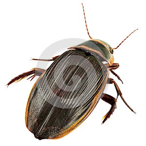 Great diving beetle