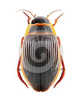 The great diving beetle (Dytiscus marginalis).