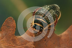 The Great diving Beetle (Dytiscus marginalis)