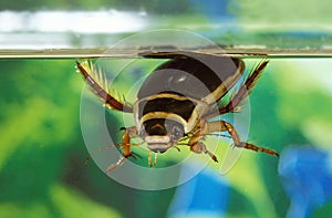 Great Diving Beetle, dytiscus marginalis, Adult standing in a Pond, Normandy