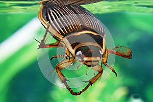 Great Diving Beetle, dytiscus marginalis, Adult standing in Water, Normandy