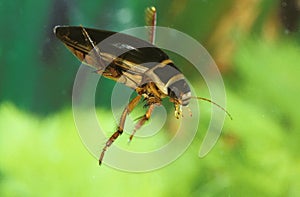 GREAT DIVING BEETLE dytiscus marginalis, FRANCE