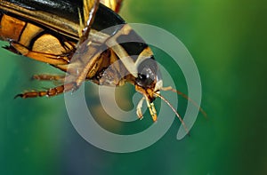 GREAT DIVING BEETLE dytiscus marginalis, FRANCE