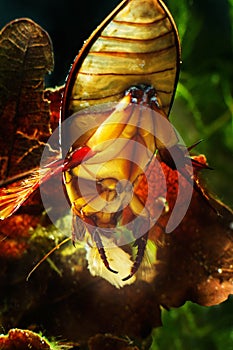 Great diving beetle, Dytiscus marginalis, male has dinner, eats a piece of fish meat, big, aggressive predator insect