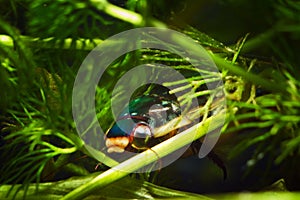 Great diving beetle, Dytiscus marginalis, male hide in dense hornwort vegetation, wide-spread wild freshwater insect