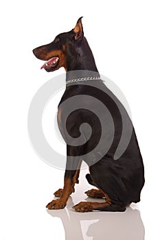 Great doberman dog on white background