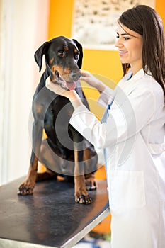 Great Done dog with veterinarian at vet ambulant