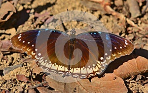 Great eggfly