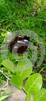 Great Eggfly Buterfly Closeup Shot
