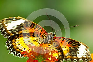 Great Eggfly Butterfly