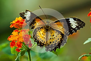 Great Eggfly Butterfly