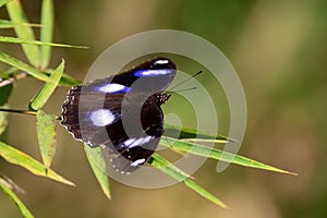 Great Eggfly butterfly on a bamboo leaf