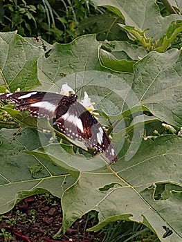 A Great Eggfly Butterfly on the Green Leaves