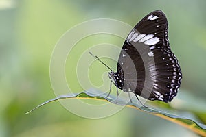 Great Eggfly Butterfly
