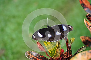 Great Eggfly butterfly on a leaf.